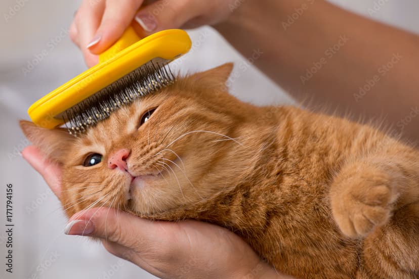 Cat brushing