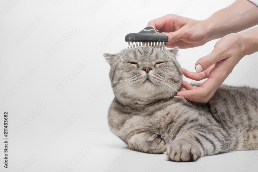 Cat grooming