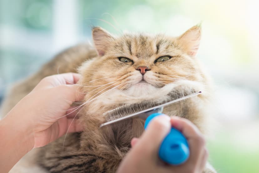 Gentle cat brushing at La Pagaille salon