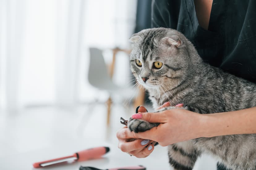 Scottish Fold cat after grooming at La Pagaille