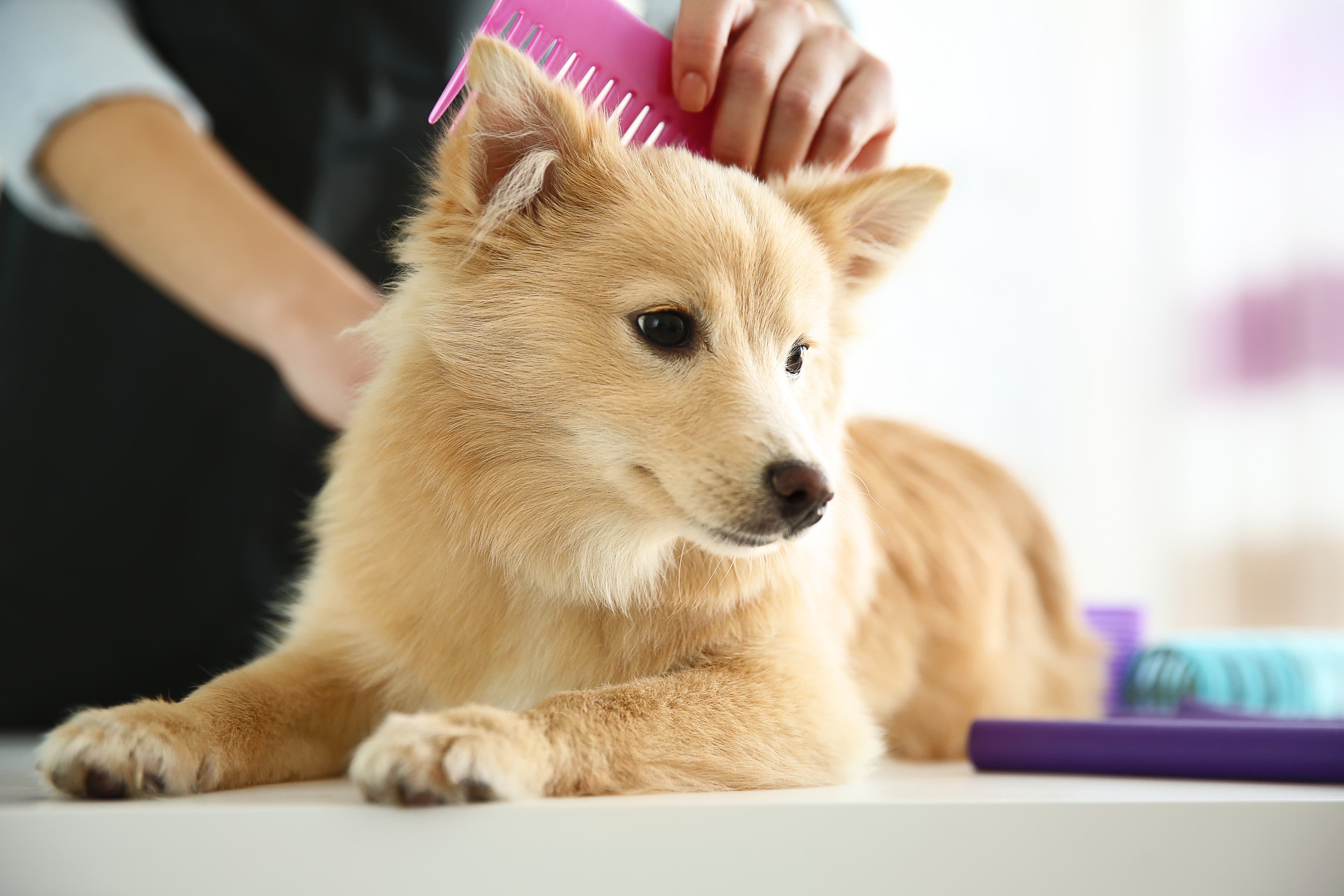 Toilettage professionnel d'un chien au salon La Pagaille à Montréal