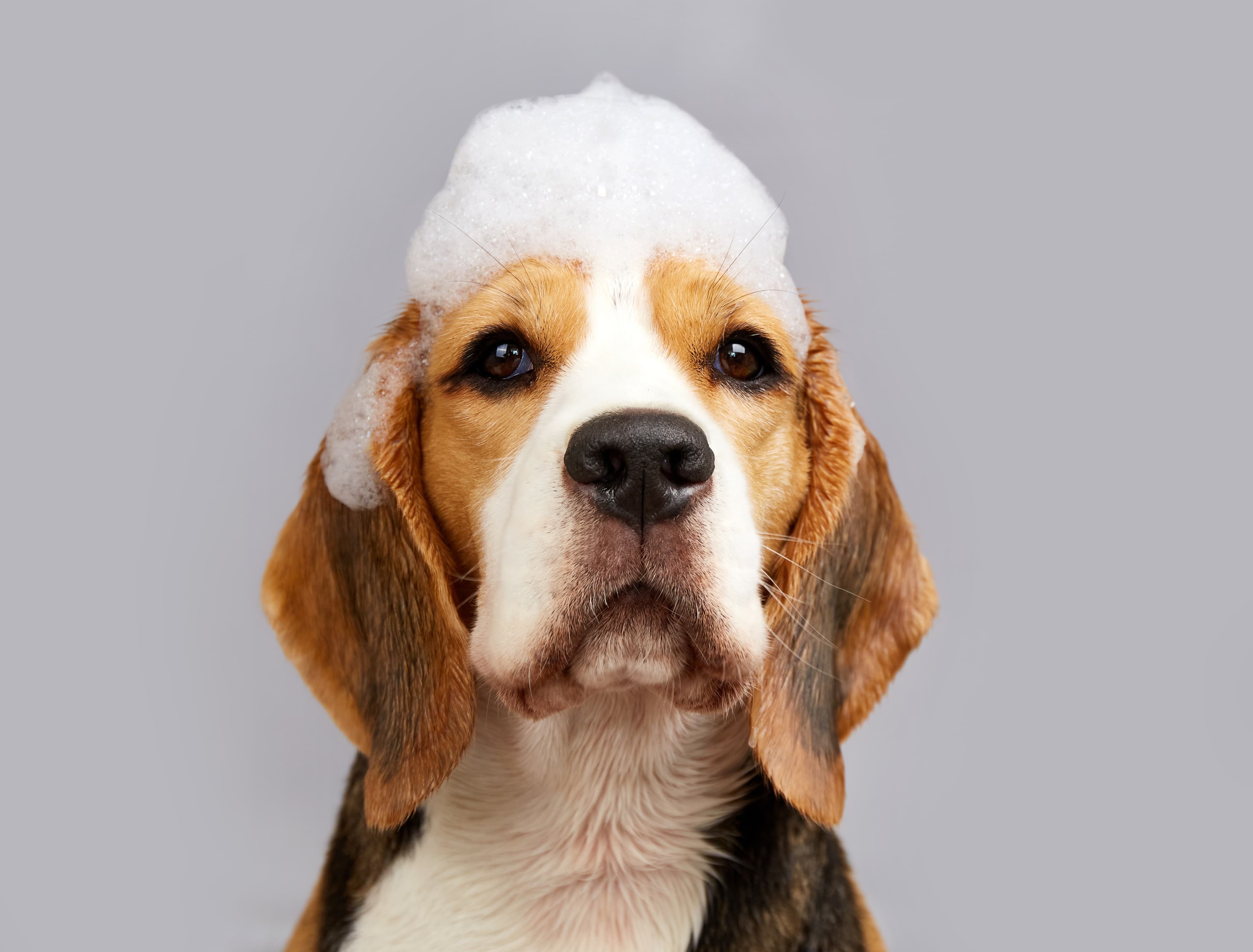 Chien pendant un bain moussant au salon La Pagaille