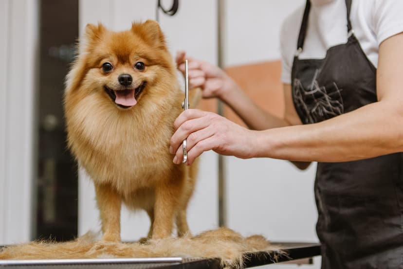 Chien toiletté et séché au salon La Pagaille