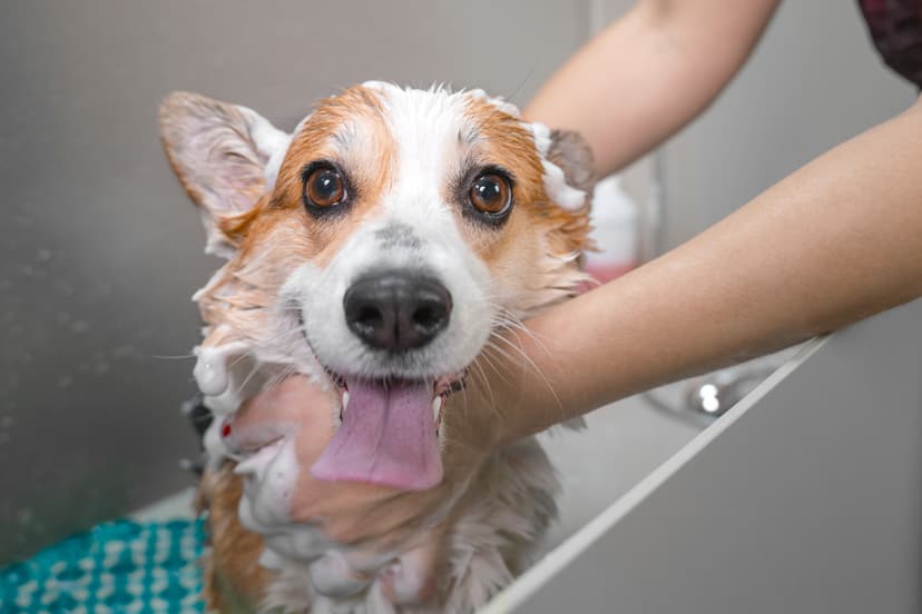 Bain et lavage d'un chien au salon de toilettage La Pagaille