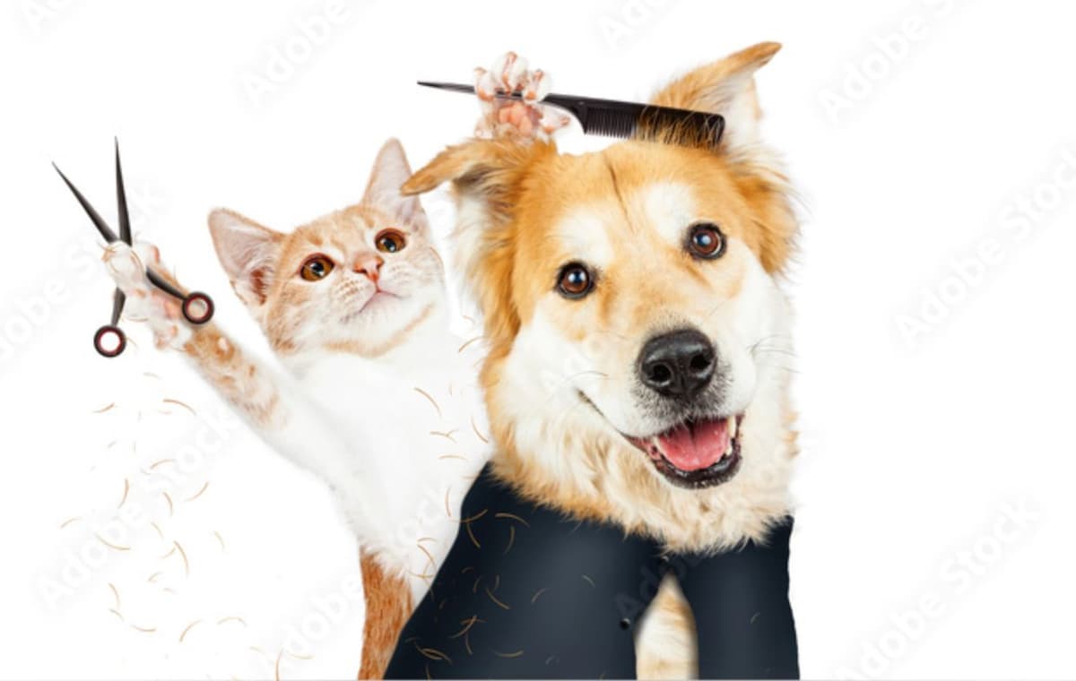 Cat and dog grooming